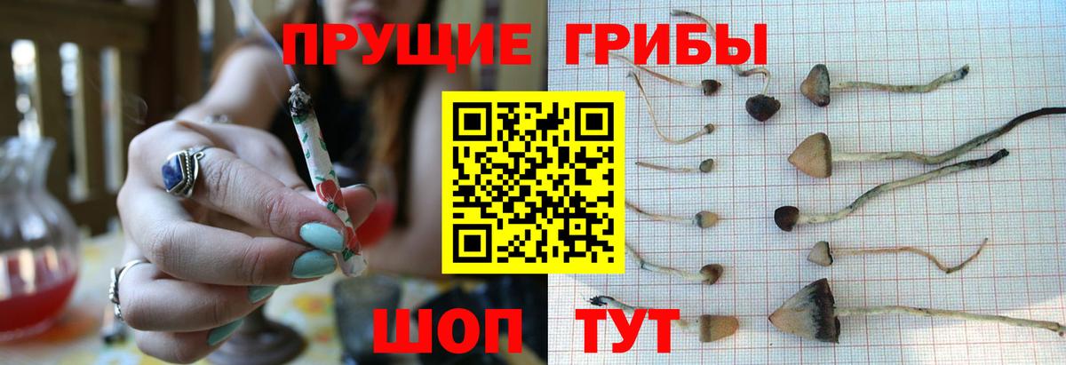 Амурск  Галлюциногенные грибы мицелий  Вход с VPN  Галлюциногенные грибы Psilocybine cubensis 